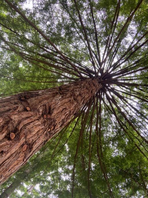 Occidental ~* The Spectacular Spyglass Treehouse *~ מראה חיצוני תמונה
