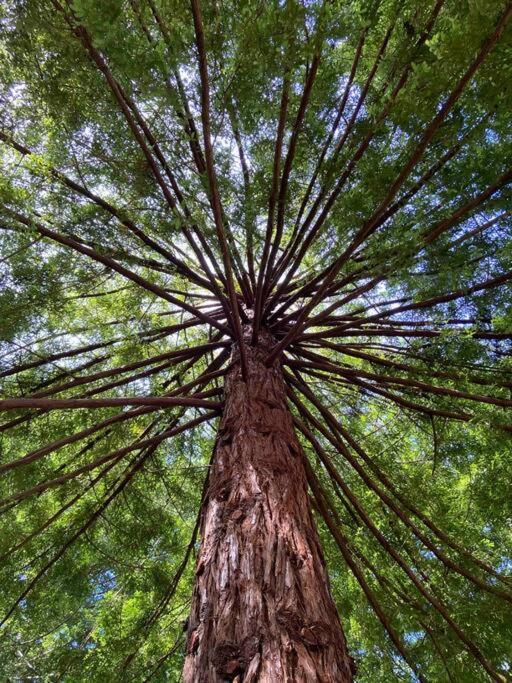 Occidental ~* The Spectacular Spyglass Treehouse *~ מראה חיצוני תמונה